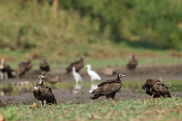 Kappengeier (Necrosyrtes monachus)