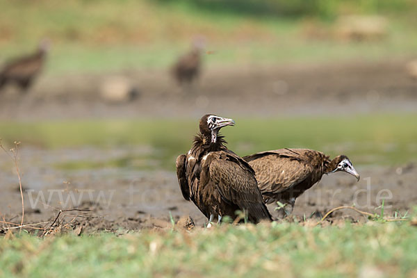 Kappengeier (Necrosyrtes monachus)