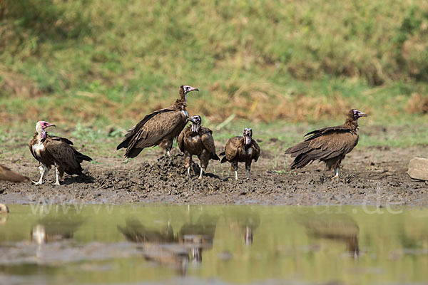 Kappengeier (Necrosyrtes monachus)