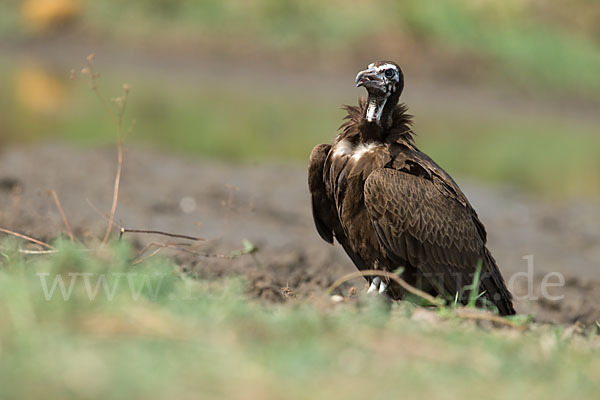 Kappengeier (Necrosyrtes monachus)