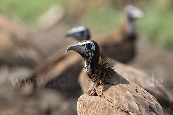 Kappengeier (Necrosyrtes monachus)