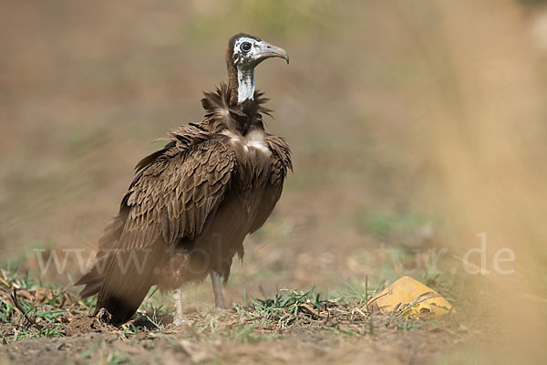 Kappengeier (Necrosyrtes monachus)