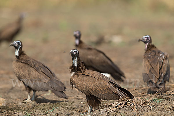 Kappengeier (Necrosyrtes monachus)