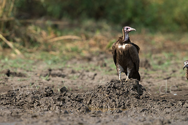 Kappengeier (Necrosyrtes monachus)