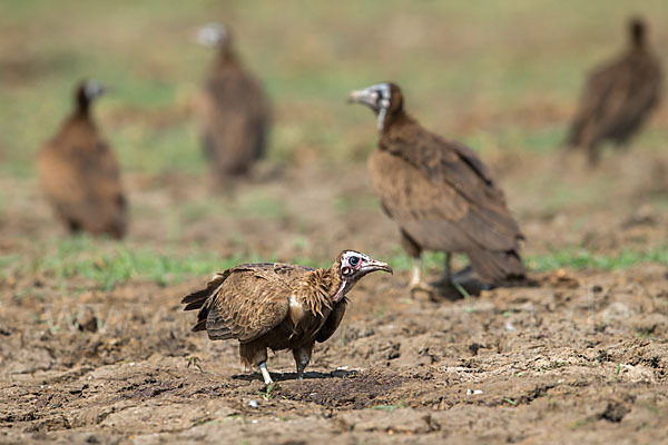 Kappengeier (Necrosyrtes monachus)