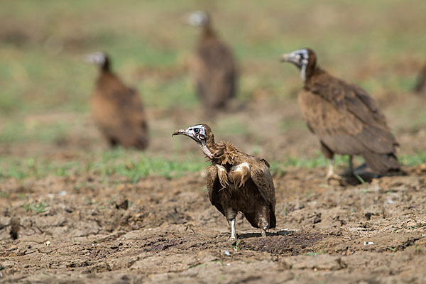 Kappengeier (Necrosyrtes monachus)