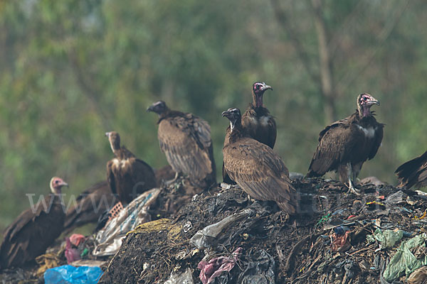 Kappengeier (Necrosyrtes monachus)