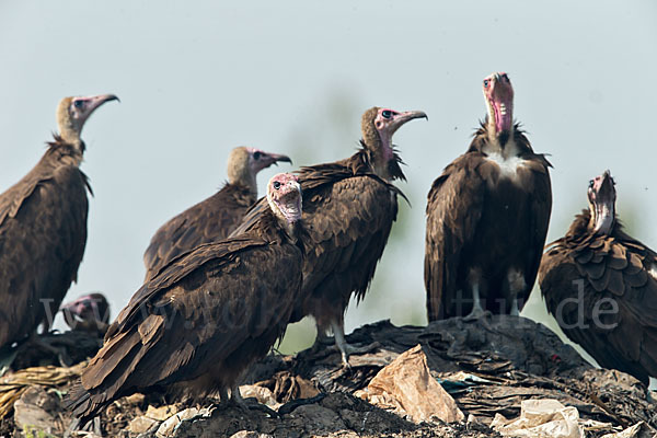 Kappengeier (Necrosyrtes monachus)