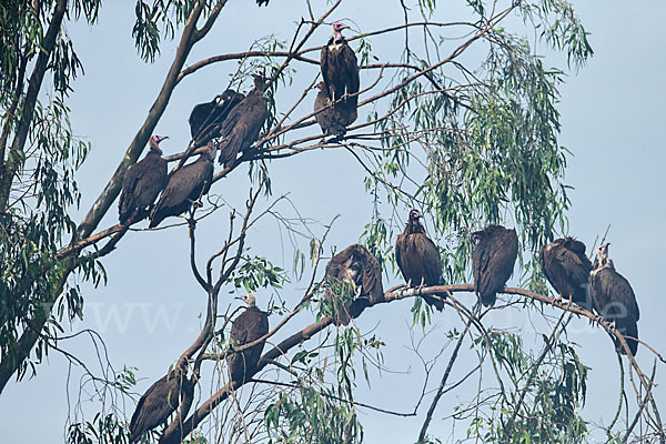 Kappengeier (Necrosyrtes monachus)