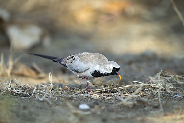 Kaptäubchen (Oena capensis)