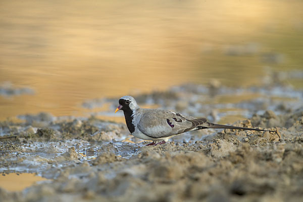 Kaptäubchen (Oena capensis)