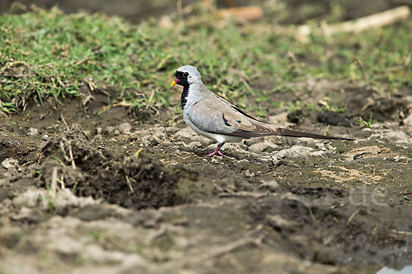 Kaptäubchen (Oena capensis)