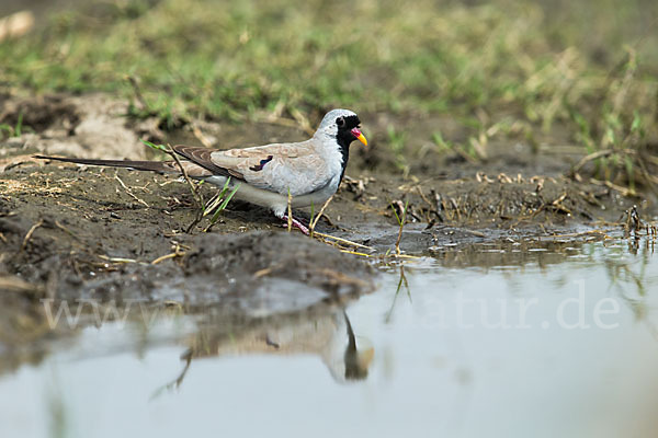 Kaptäubchen (Oena capensis)