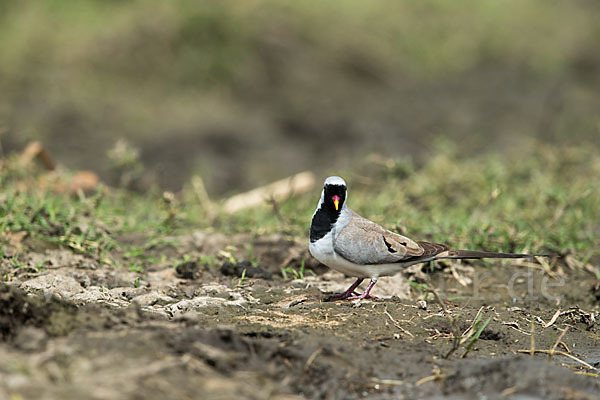 Kaptäubchen (Oena capensis)