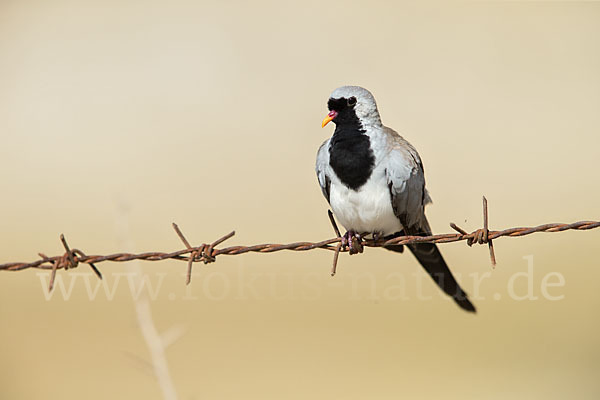 Kaptäubchen (Oena capensis)