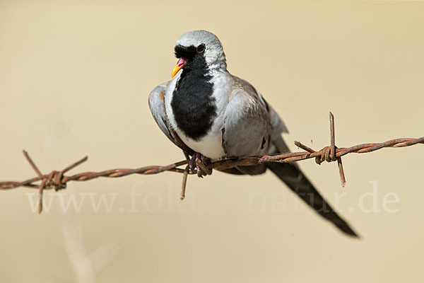 Kaptäubchen (Oena capensis)