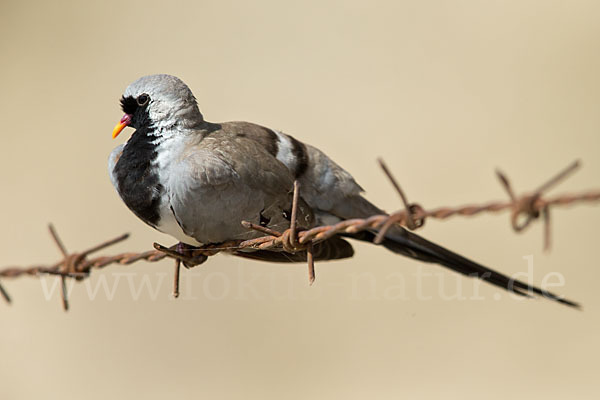 Kaptäubchen (Oena capensis)