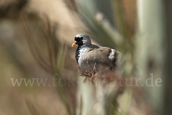 Kaptäubchen (Oena capensis)