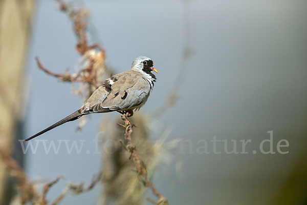 Kaptäubchen (Oena capensis)