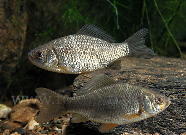 Karausche (Carassius carassius)