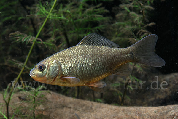 Karausche (Carassius carassius)