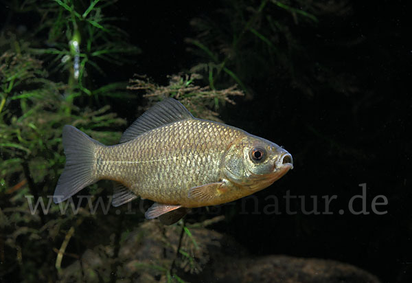 Karausche (Carassius carassius)