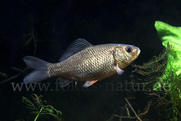 Karausche (Carassius carassius)