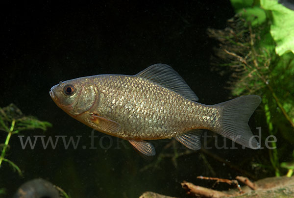 Karausche (Carassius carassius)