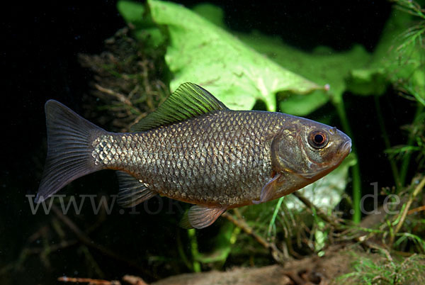 Karausche (Carassius carassius)