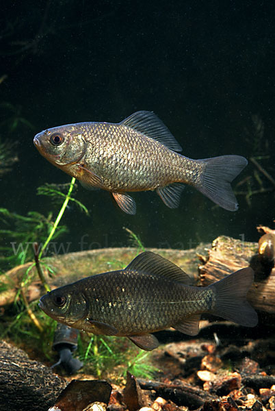 Karausche (Carassius carassius)