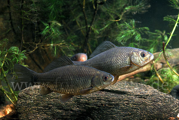 Karausche (Carassius carassius)