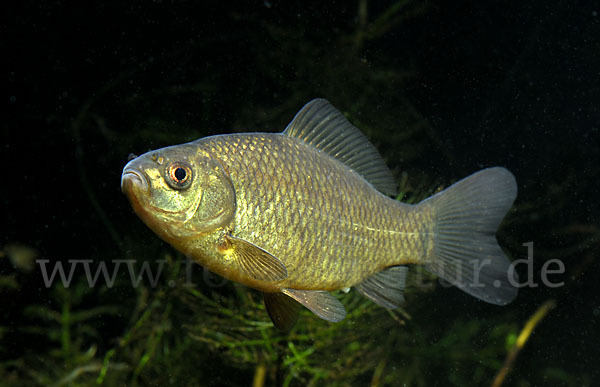 Karausche (Carassius carassius)