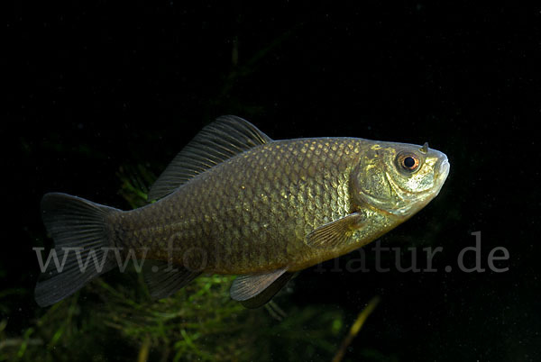 Karausche (Carassius carassius)