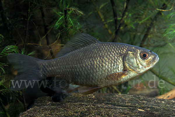 Karausche (Carassius carassius)