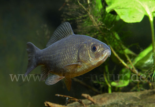 Karausche (Carassius carassius)