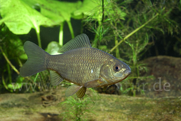 Karausche (Carassius carassius)