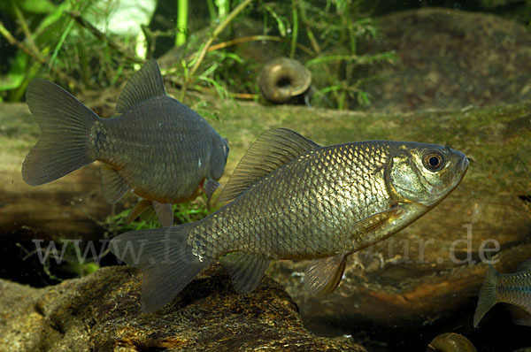 Karausche (Carassius carassius)