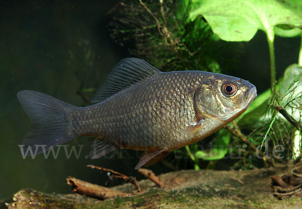 Karausche (Carassius carassius)