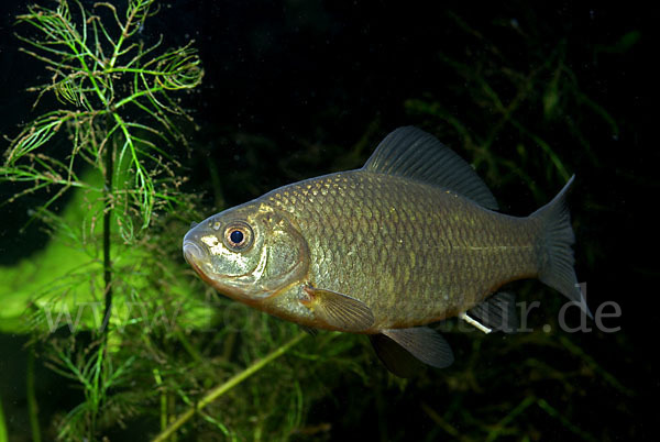 Karausche (Carassius carassius)