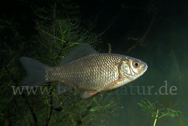 Karausche (Carassius carassius)