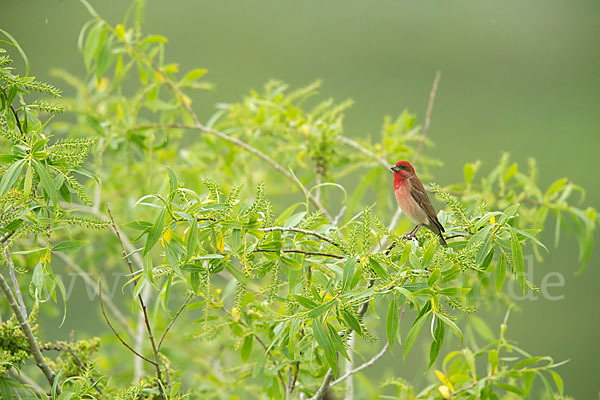 Karmingimpel (Carpodacus erythrinus)