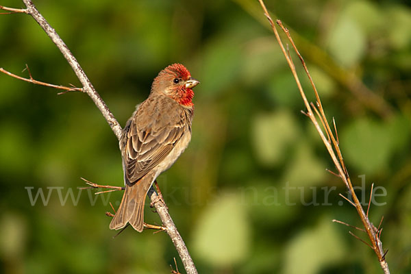 Karmingimpel (Carpodacus erythrinus)