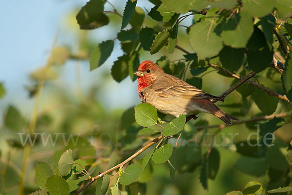 Karmingimpel (Carpodacus erythrinus)