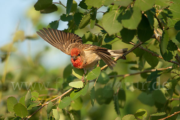 Karmingimpel (Carpodacus erythrinus)