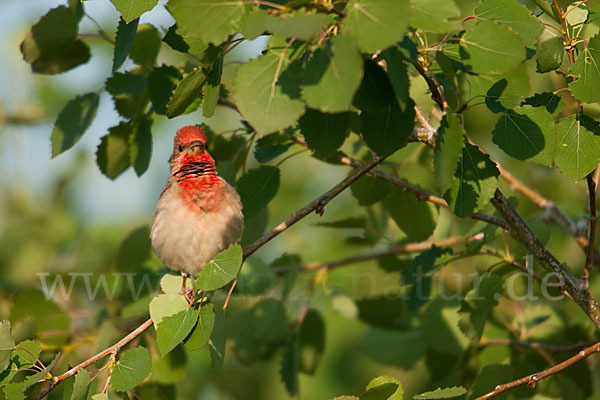 Karmingimpel (Carpodacus erythrinus)