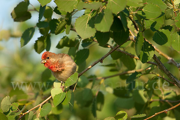 Karmingimpel (Carpodacus erythrinus)