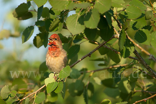 Karmingimpel (Carpodacus erythrinus)