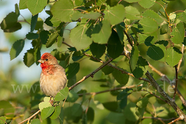 Karmingimpel (Carpodacus erythrinus)