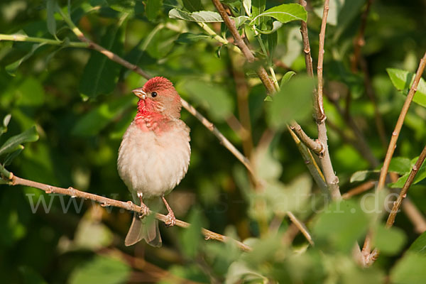 Karmingimpel (Carpodacus erythrinus)