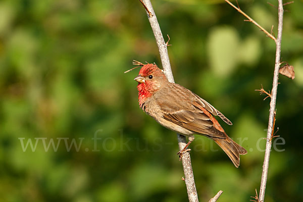 Karmingimpel (Carpodacus erythrinus)